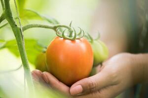 weibliche Hand mit Tomate auf Bio-Bauernhof foto