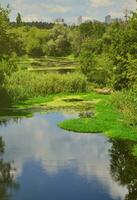 sommertageslandschaft mit einem großen sumpf, der mit grüner entengrütze und sumpfvegetation übersät ist foto