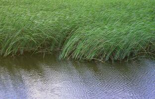 viele Stängel von grünem Schilf wachsen aus dem Flusswasser. unübertroffene Blätter mit langen Stielen foto