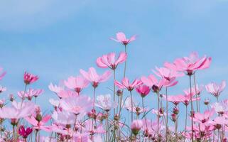 Low Angle View von rosa Pastell blühenden Pflanzen gegen den blauen Himmel, selektiver Fokus foto