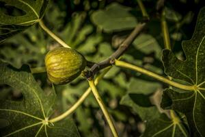 ein Single reif Feige Obst auf ein Baum mit golden Sonnenlicht foto