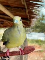 schön Taube Vogel ist entspannend im das tropisch Wald foto