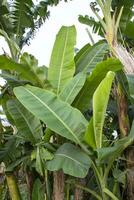 grüne bananenbäume im garten, bananenplantage, blätter einer natürlichen ansicht der banane foto