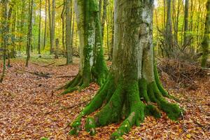 still Herbst Wald mit beschwingt Laub und Bäume. Schönheit von mächtig Bäume. foto