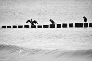 Kormoran auf ein Buhne auf das baltisch Meer im schwarz und Weiß. Vögel trocken ihr Gefieder foto