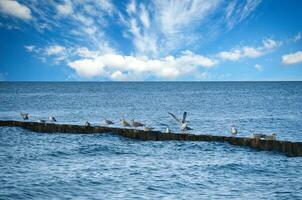 Möwen auf ein Buhne im das baltisch Meer. Wellen und Blau Himmel. Küste durch das Meer. foto