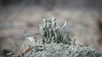 Tasse Lichenam Wald Boden. Kiefer Nadeln und Moos. Makro Schuss von Botanik. Natur foto