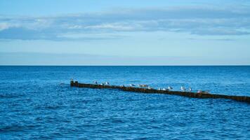 Möwen auf ein Buhne im das baltisch Meer. Wellen und Blau Himmel. Küste durch das Meer. foto