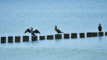 Kormoran auf ein Buhne auf das baltisch Meer. das Vögel trocken ihr Gefieder im das Sonne foto