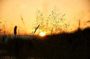 Sonnenuntergang Aussicht mit Gras foto