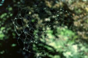schließen Schuss von Spinne Netz foto