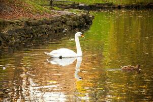 weißer Schwan im See foto