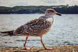 Möwe Stehen auf das Seebrücke im Polen foto