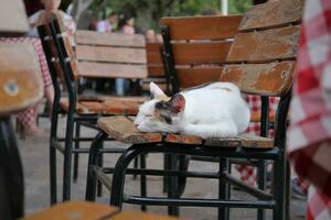 grau Farbe Katze Sitzung auf ein Stuhl beim Istanbul Cafe Straße foto