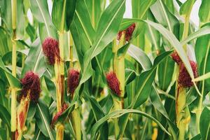 Natur Hintergrund mit wachsend Mais Maiskolben, schließen oben Bild foto