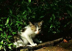 Porträt von ein bezaubernd süß wenig Kätzchen erkunden üppig Garten Park auf das hell Tag Licht. katzenartig Jagd zum das Beute. das Katze ist Jagd im das Wald. foto