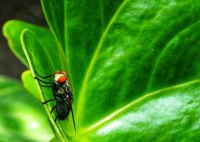 Stubenfliege. Stubenfliege isoliert auf Grün Blatt Hintergrund. Insekt Stubenfliege auf auf Grün Blatt. verbreitet Stubenfliege Insekt. foto