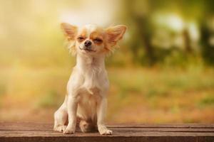 weißer langhaariger Chihuahua-Welpe. Hund in der Natur. foto