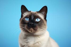 ai generiert schließen oben von Siamese Katze mit Blau Augen auf ein Blau Hintergrund foto