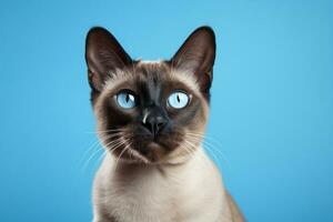 ai generiert schließen oben von Siamese Katze mit Blau Augen auf ein Blau Hintergrund foto