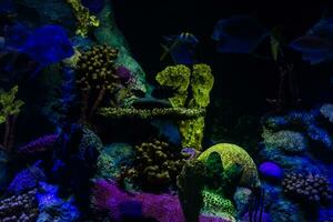 wunderbare und schöne Unterwasserwelt mit Korallen und tropischen Fischen. foto