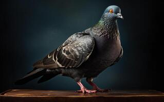 ai generativ Taube Vogel realistisch Fotografie foto