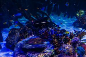 buntes Aquarium, das verschiedene bunte Fische schwimmend zeigt foto