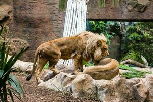 ein Gruppe von Löwen und Löwinnen foto