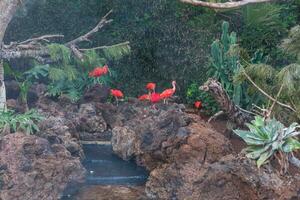 rot glänzend ibis im Vorderseite von ein Grün Hintergrund foto