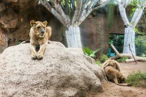 ein Gruppe von Löwen und Löwinnen foto