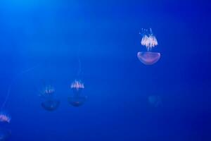 klein Quallen beleuchtet mit Blau Licht Schwimmen im Aquarium. foto