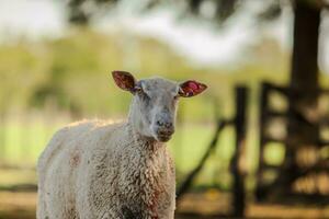Schaf im das Korral. Schaf Haustiere auf das Bauernhof foto