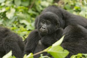 jung Berg Gorilla im ein Familie Gruppe foto