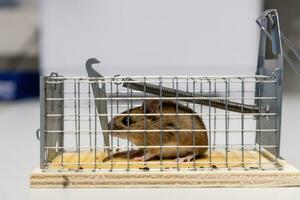 kleine Maus sitzt gefangen in einer Drahtfalle vor unscharfem Hintergrund foto