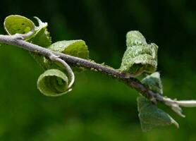 Nahansicht von Blattlaus Kolonie - - Blattläuse und Ameisen - - auf aple Baum Blatt. Makro Foto von Insekt Pest - - Pflanze Läuse, Blattlaus, schwarze Fliege oder Weiße Fliege - - saugen Saft von Pflanze.