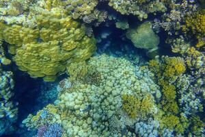 wenig und groß Korallen im das Riff von das rot Meer im Ägypten foto