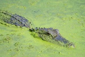 ein verbreitet Alligator im das Feuchtgebiete von brazos Kurve Zustand Park. foto