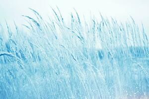 Weihnachten natürlich Hintergrund. verschwommen gefroren Gras. Winter abstrakt Hintergrund. Landschaft. foto