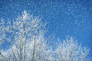 gefrorener Winterwald mit schneebedeckten Bäumen. draussen. foto