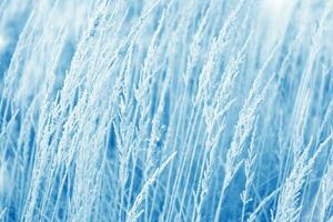 Weihnachten natürlich Hintergrund. verschwommen gefroren Gras. Winter abstrakt Hintergrund. Landschaft. foto