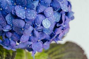 Frau Bewässerung Hortensie beim heim. Blau Indigo Rosa lila Hortensie, Hortensie Nahansicht Makro Tropfen. Blumen- Hintergrund foto