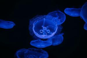 Blau Qualle auf ein schwarz Hintergrund. Makro Fotografie unter Wasser Qualle schließen hoch. japanisch Meer Nessel Chrysaora pacifica foto
