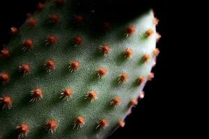 flach Tiefe von Feld auf Opuntie mikrodasys Kaktus Nadel foto