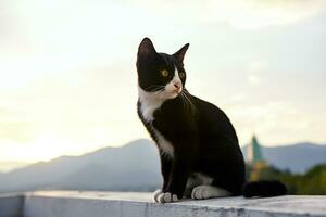 Schwarz-Weiß-Katze foto