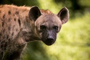 schließen oben Gesicht von Hyäne und Auge suchen zu Jagd foto