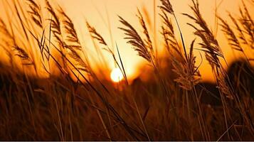 trocken Gras beim Sonnenuntergang schafft ein atemberaubend Natur Hintergrund. generativ ai foto