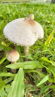 wild Pilz Pilz im ein Feld von Grün Gras. schön Nahansicht von Wald Pilze im Gras, Herbst Jahreszeit. wenig frisch Pilze, wachsend im Grün Gras Herbst foto