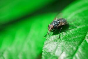 Stubenfliege, Fliege, Stubenfliege auf Blatt.. foto