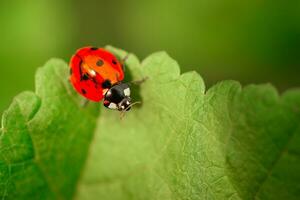 Marienkäfer Coccinellidae auf Petersilienstiel und grünem Hintergrund foto