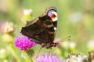 europäisch Pfau Schmetterling aglais io Kopieren Raum. foto